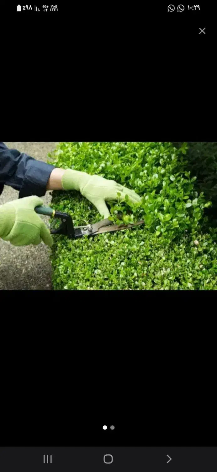 هرس کاری درختان پاییزی|خدمات باغبانی و درختکاری|اردبیل, |دیوار