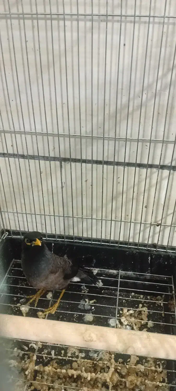 جوجه مینا|پرنده|شیراز, شهرک ولیعصر|دیوار