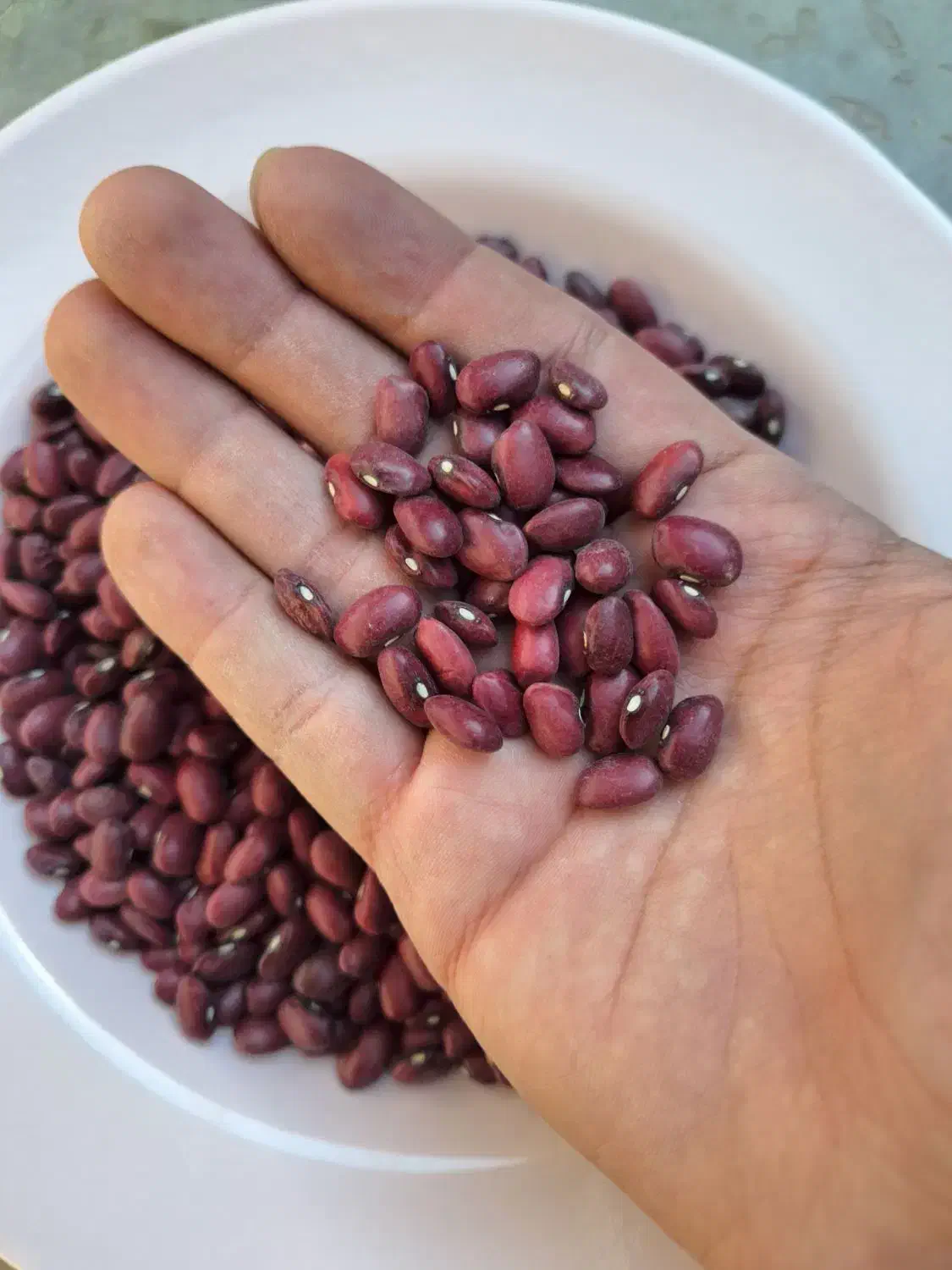 لوبیا قرمز درجه ۱|خوردنی و آشامیدنی|شیراز, گلشن|دیوار