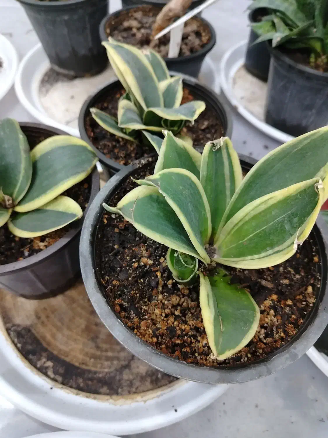 انواع گل آپارتمانی با ارسال رایگان|گل و گیاه طبیعی|پیر بکران, |دیوار