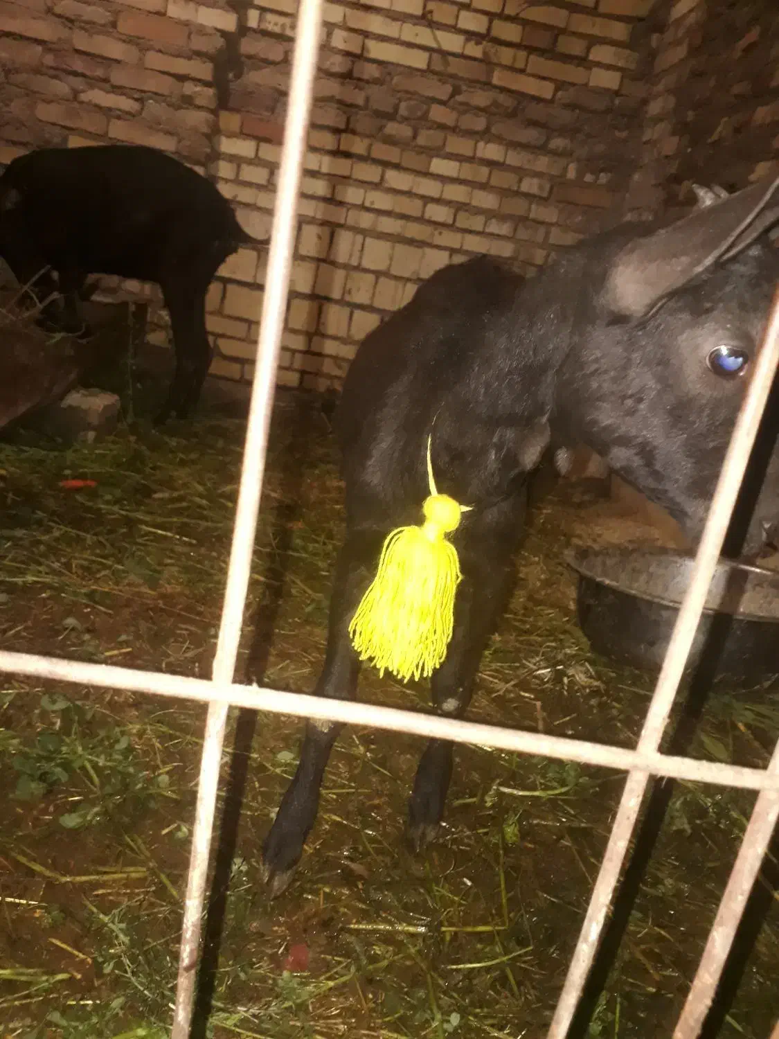 بزمورسیاه|حیوانات مزرعه|سوسنگرد, |دیوار