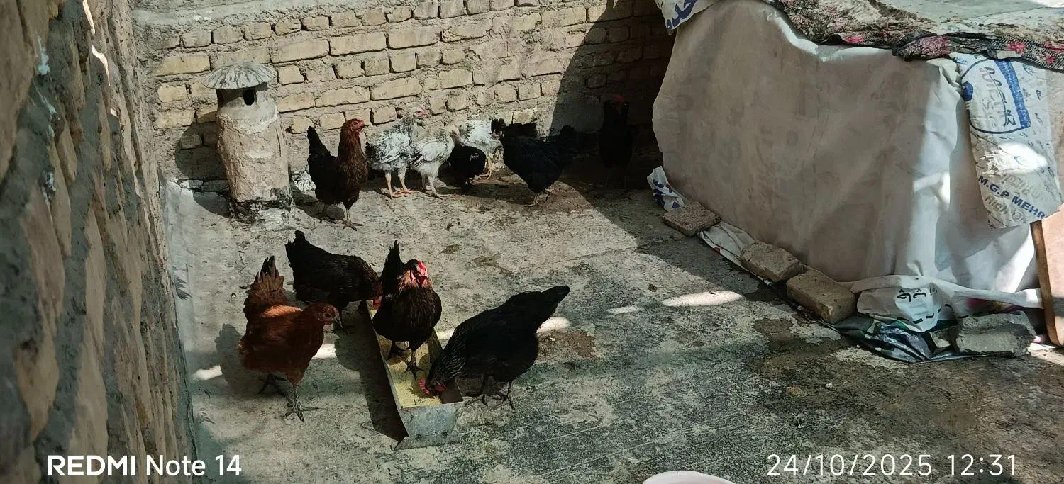 مرغ بومی جوان تخم گذاربلک استار|حیوانات مزرعه|ورزنه, |دیوار