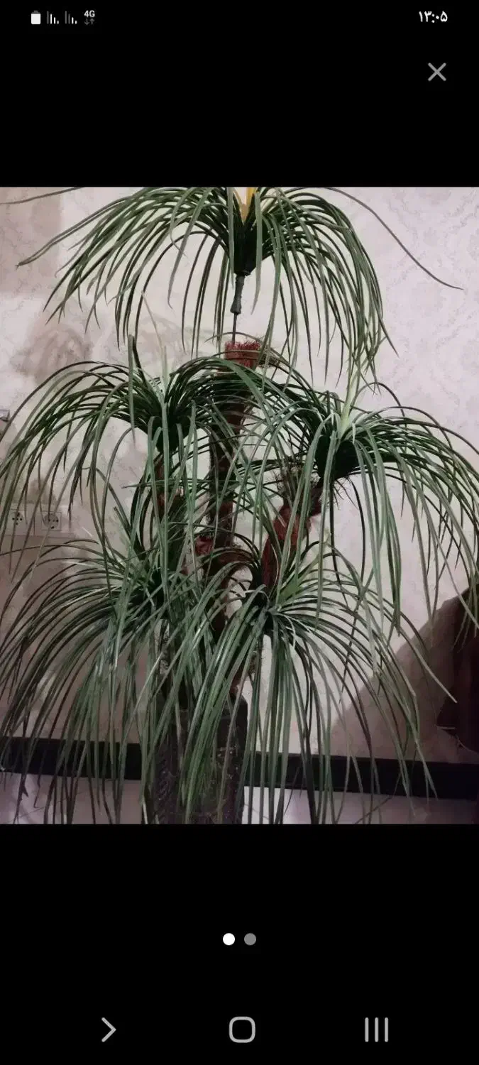 فروش درخت مصنوعی|گل مصنوعی|شیراز, هفت تنان|دیوار