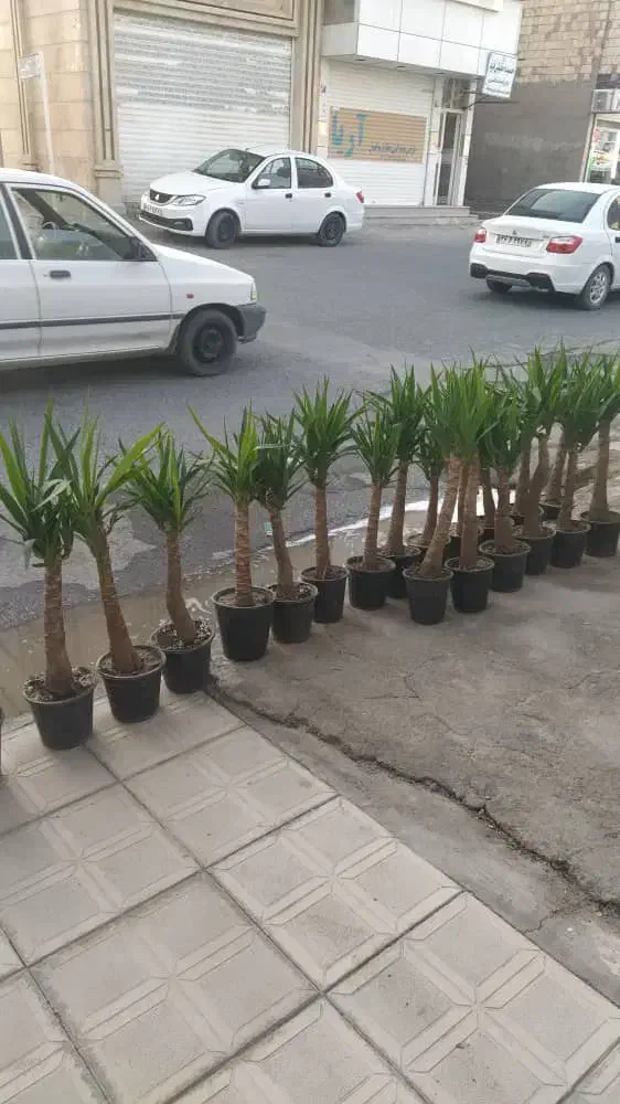 گل و گیاه طبیعی|گل و گیاه طبیعی|زابل, |دیوار