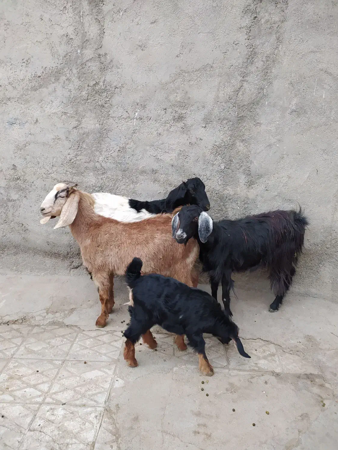 3عددبزپاکستانی زایده وابستن شکم اول|حیوانات مزرعه|اراک, |دیوار