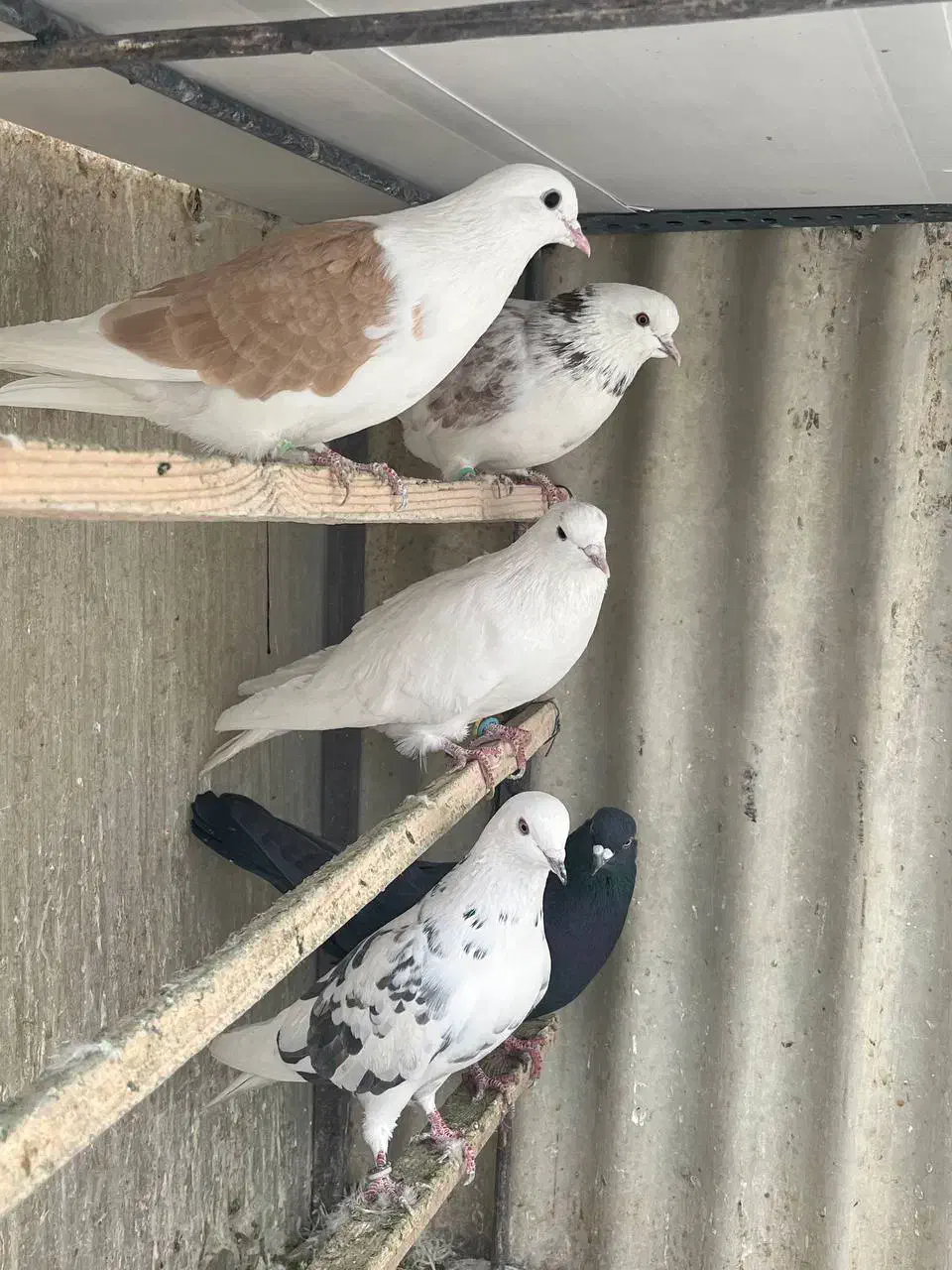 کبوتر پرشی یکجا|پرنده|دماوند, گیلاوند|دیوار