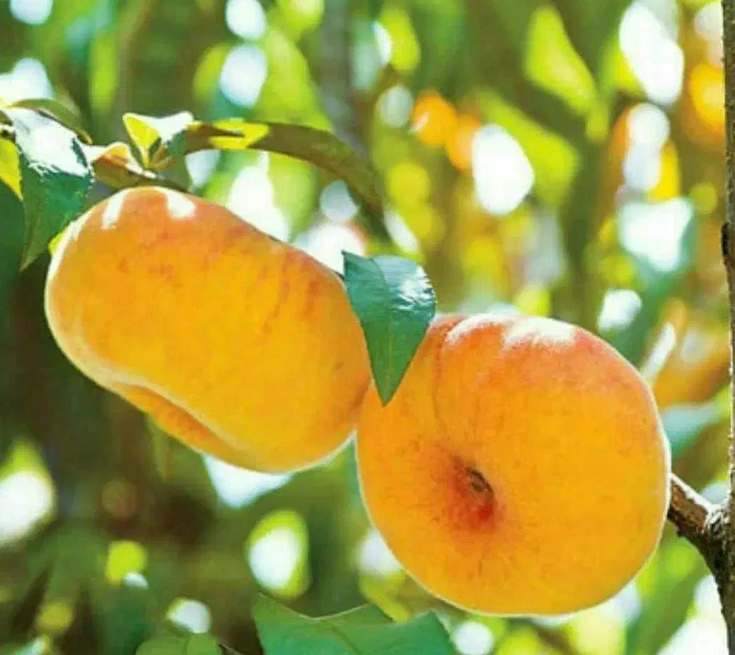 تولید نهالهای اصلاح شده هلو انجیری عسلی|خدمات باغبانی و درختکاری|دهلران, |دیوار