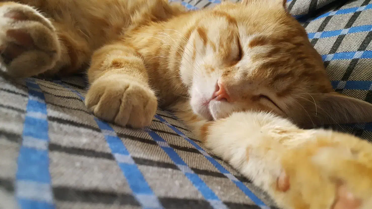 گمشده|حیوانات|دماوند, دماوند|دیوار