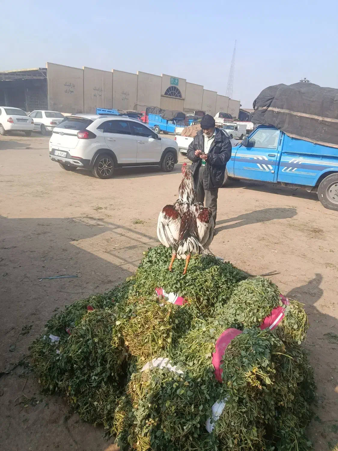 خروس لاری 9ماهه|حیوانات مزرعه|تهران, میدان میوه و تره‌بار مرکزی|دیوار