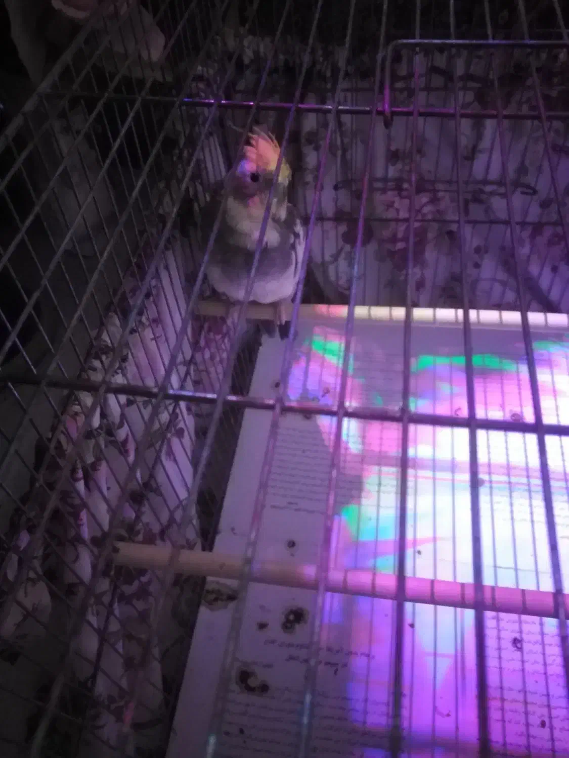 عروس هلندی|پرنده|قم, نخودی|دیوار