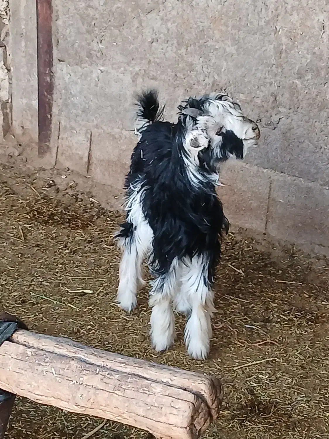 کهره 12 کیلویی|حیوانات مزرعه|مرودشت, مختارآباد|دیوار