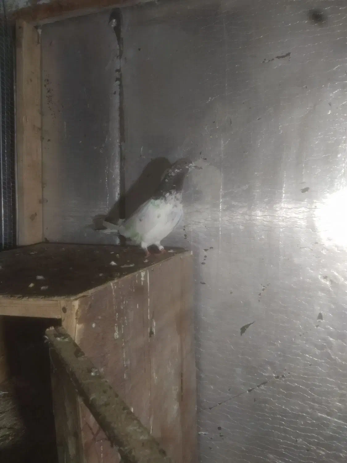 معاوضه با مسافتی|پرنده|لاهیجان, گلستان|دیوار