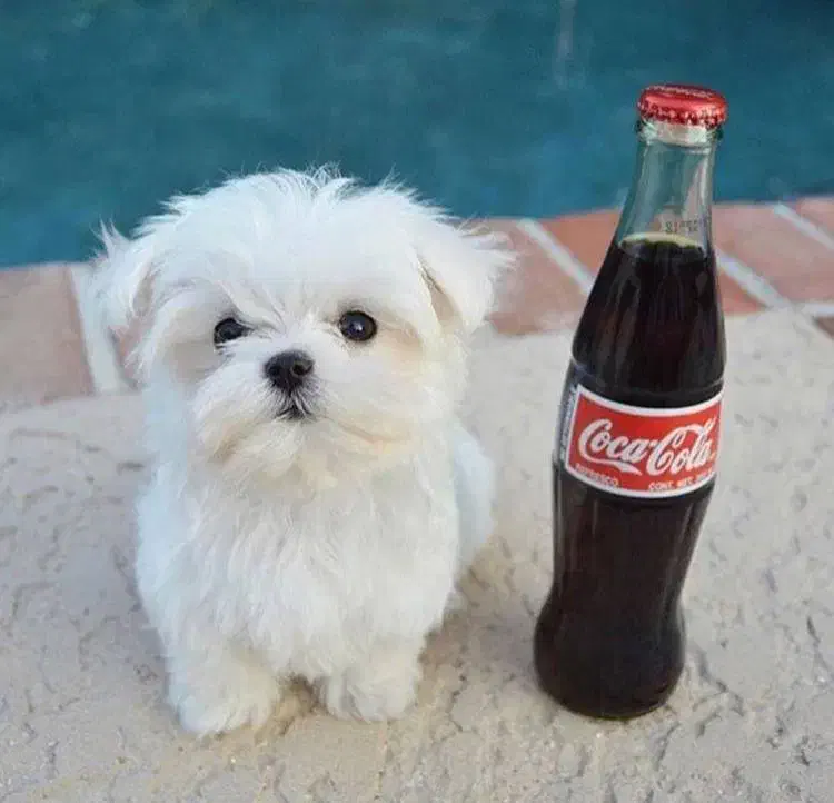 maltipoodle مالتیپودل|سگ|تهران, جنتآباد مرکزی|دیوار