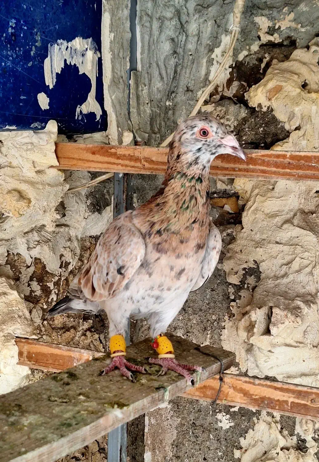 کبوتر هفرنگ|پرنده|قزوین, |دیوار