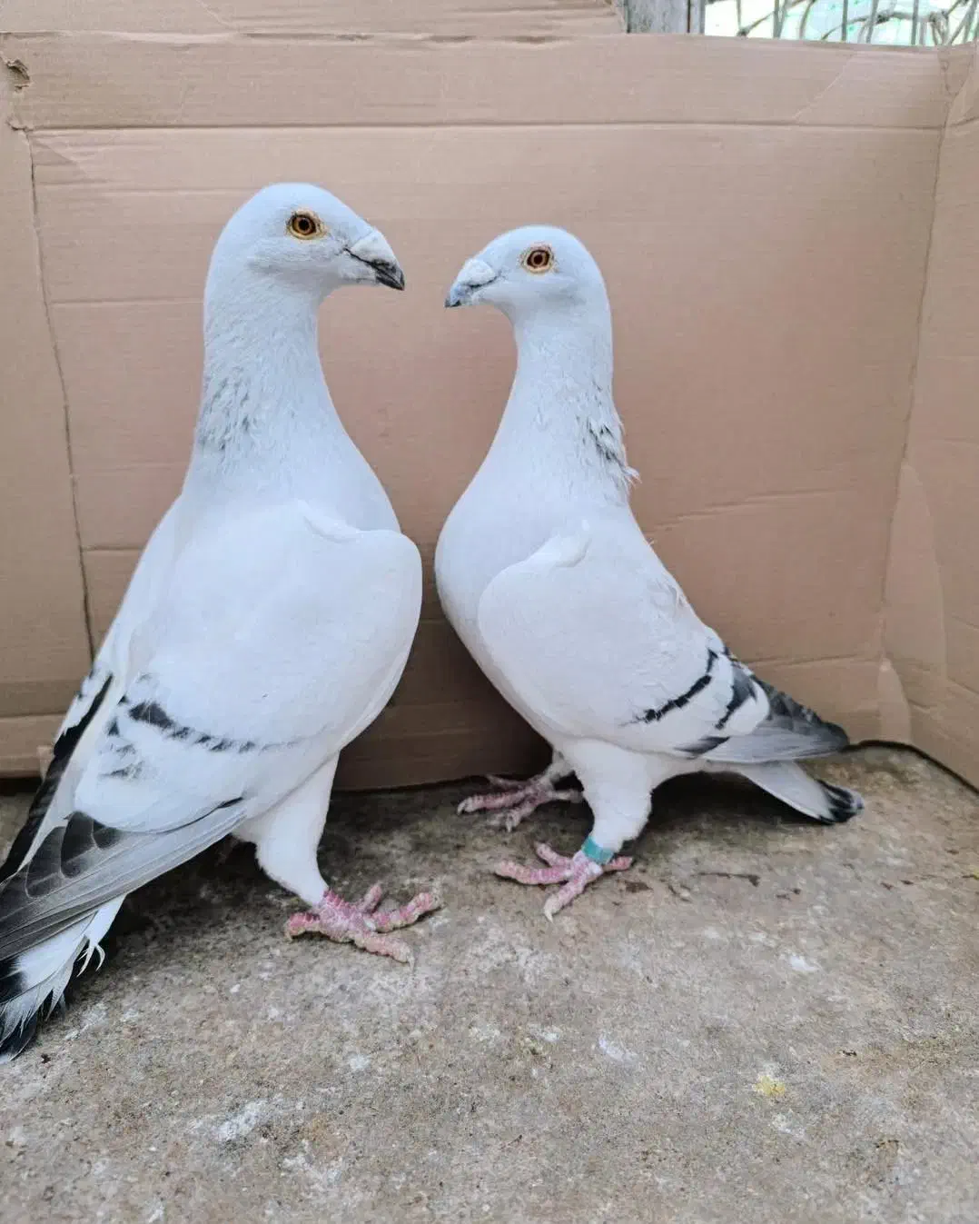 کبوتر شوریستر و موریس|پرنده|کازرون, |دیوار