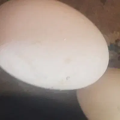 تخم غاز|حیوانات مزرعه|بومهن, |دیوار