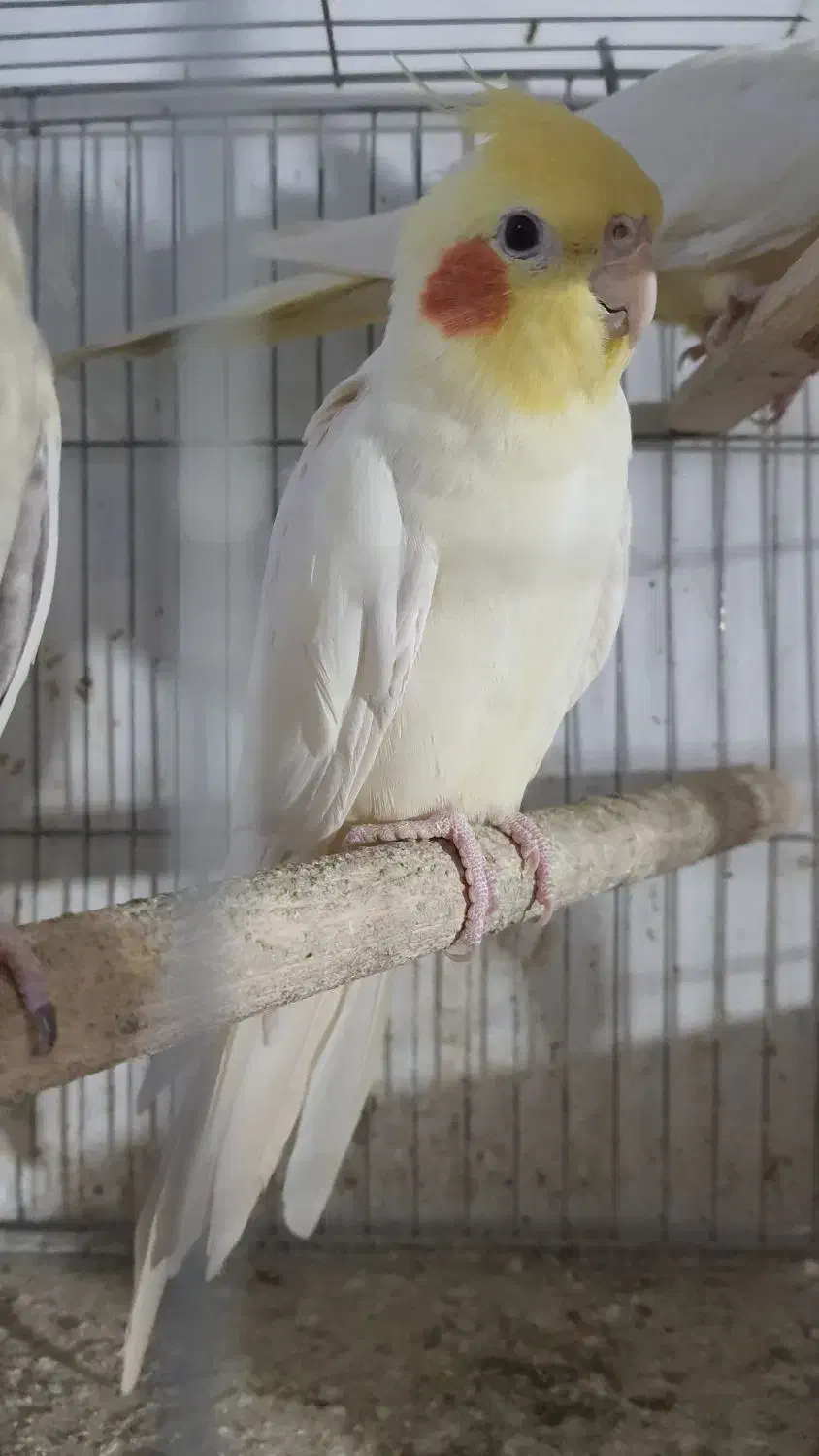 عروس هلندی نر بالغ|پرنده|رودسر, |دیوار