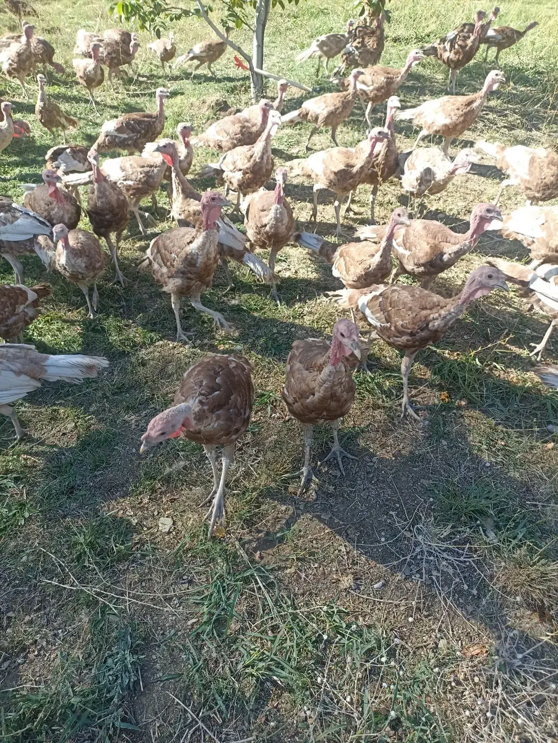 فروش قلی محلی|حیوانات مزرعه|بانه, |دیوار