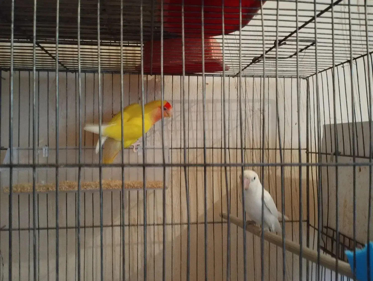 ۱ جفت کوتوله برزیلی|پرنده|آذرشهر, |دیوار