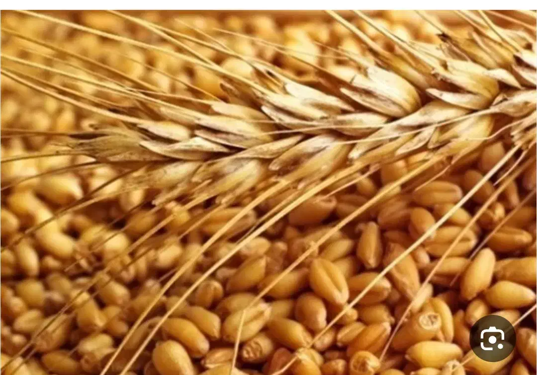 فروش گندم آبی|گل و گیاه طبیعی|کرمانشاه, |دیوار