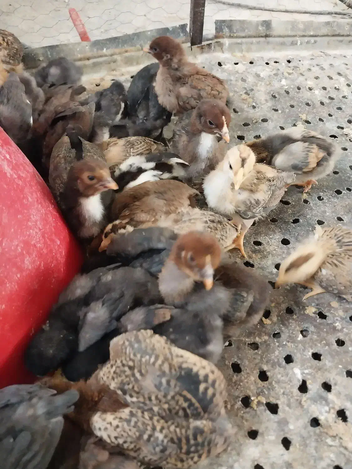 جوجه|حیوانات مزرعه|یزد, |دیوار