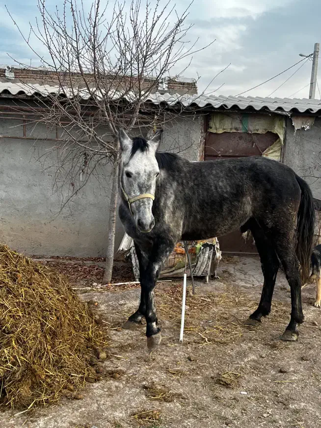 اسب اصیل|اسب و تجهیزات اسبسواری|اردبیل, |دیوار