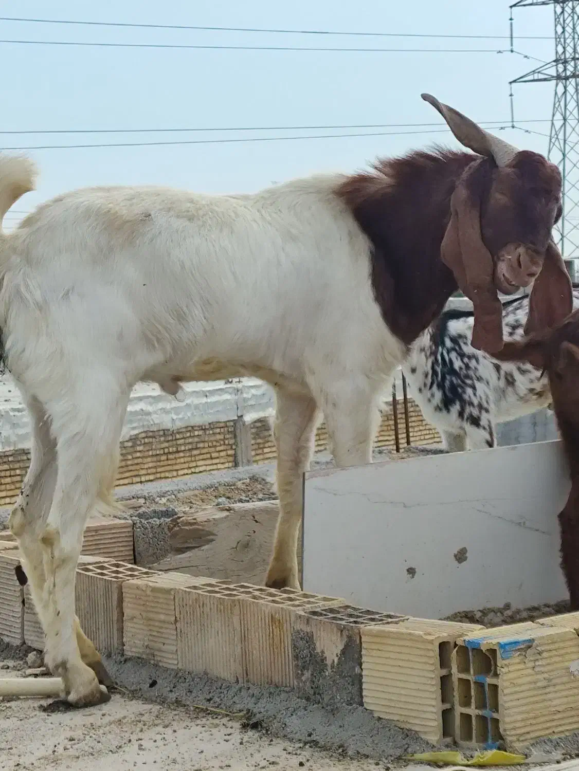 بز نر افغانی|حیوانات مزرعه|بندر ماهشهر, |دیوار
