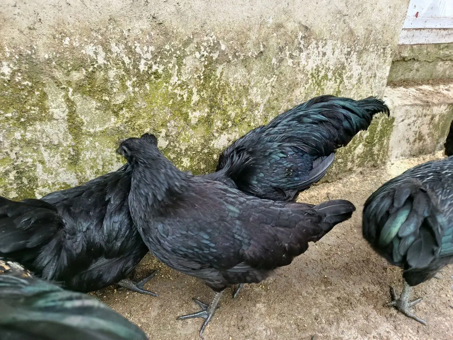 خروس ایام سمانی|حیوانات مزرعه|رشت, یخسازی|دیوار