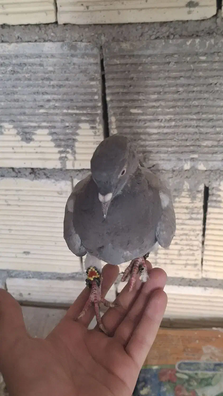 کبوتر|پرنده|فولادشهر, مسکن مهر فولادشهر|دیوار