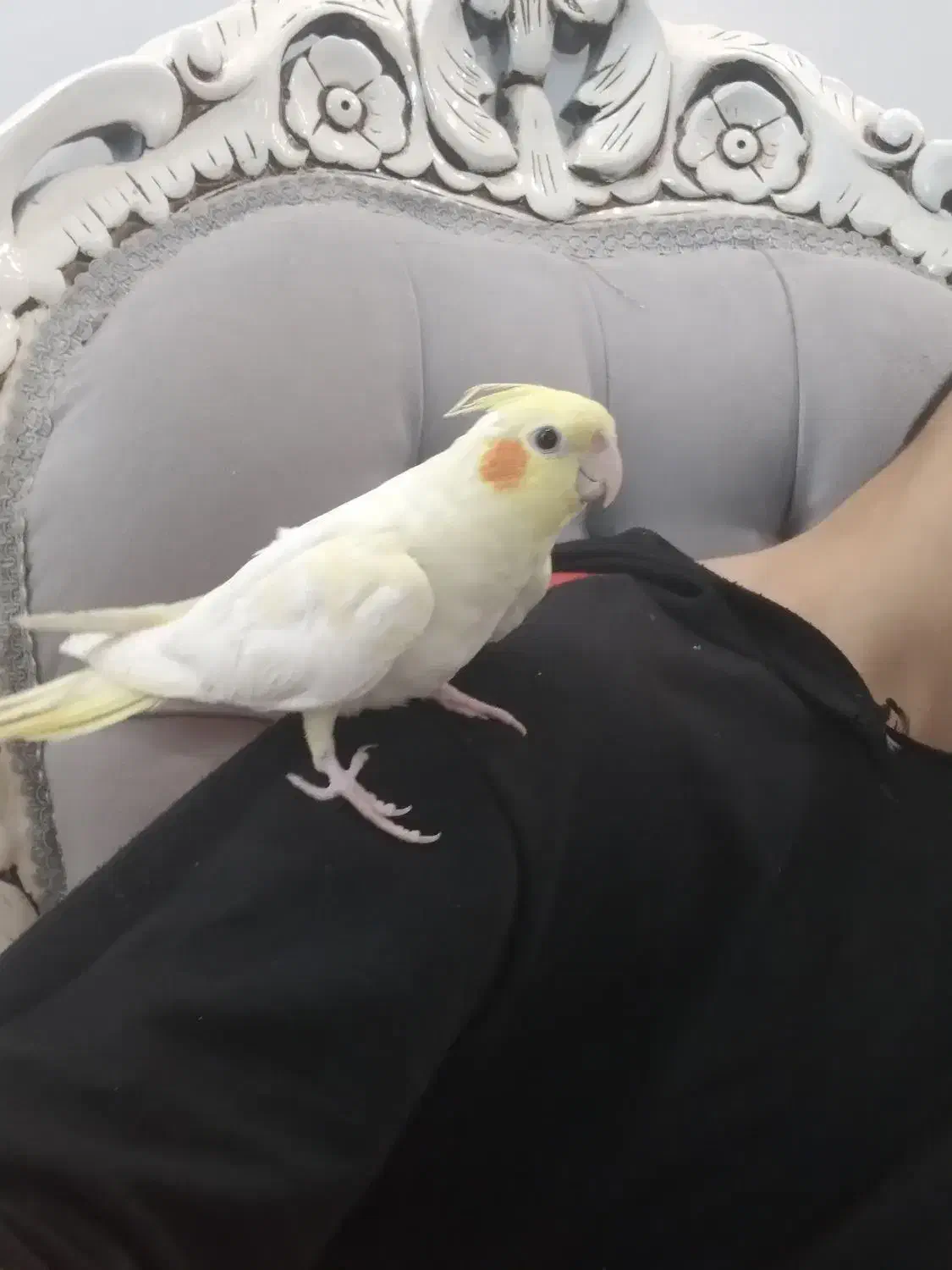 عروس هلندی لوتینو|پرنده|قرچک, مهدیه|دیوار