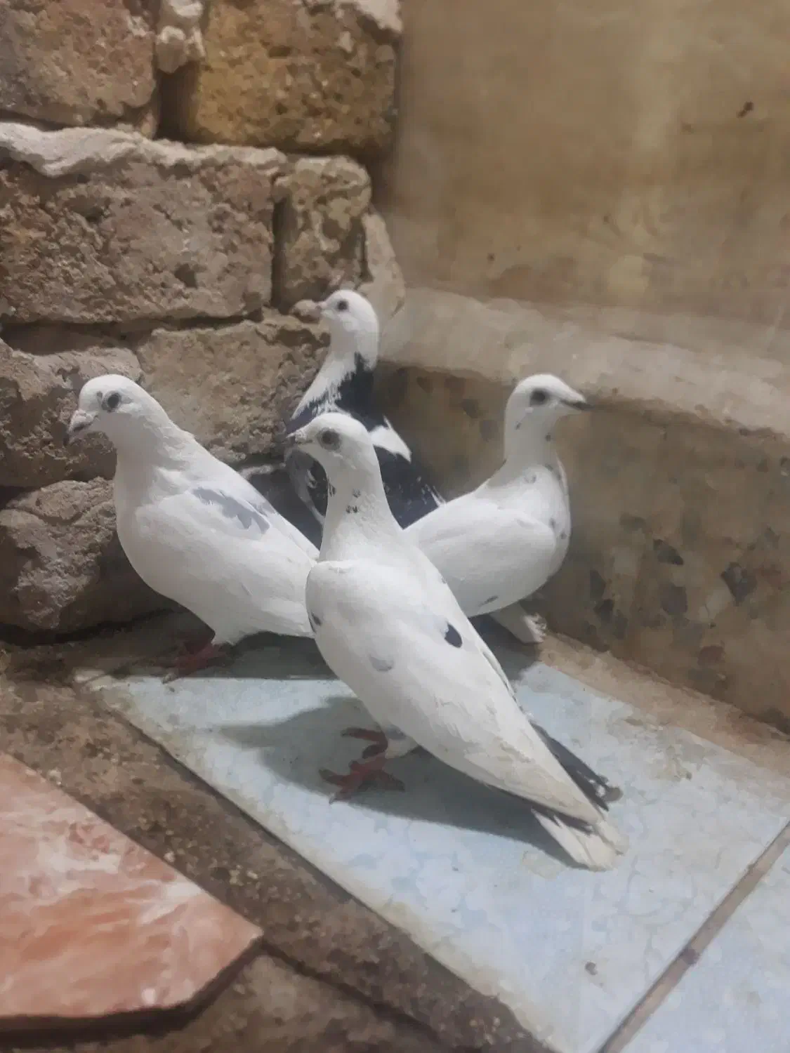 پلاکی|پرنده|خرم‌آباد, |دیوار