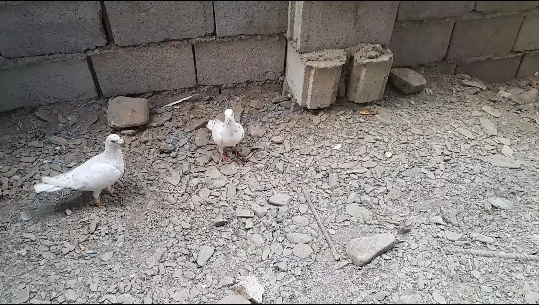 ۱۱عددکفتر زدوخوردی|پرنده|مشهد, امیریه|دیوار