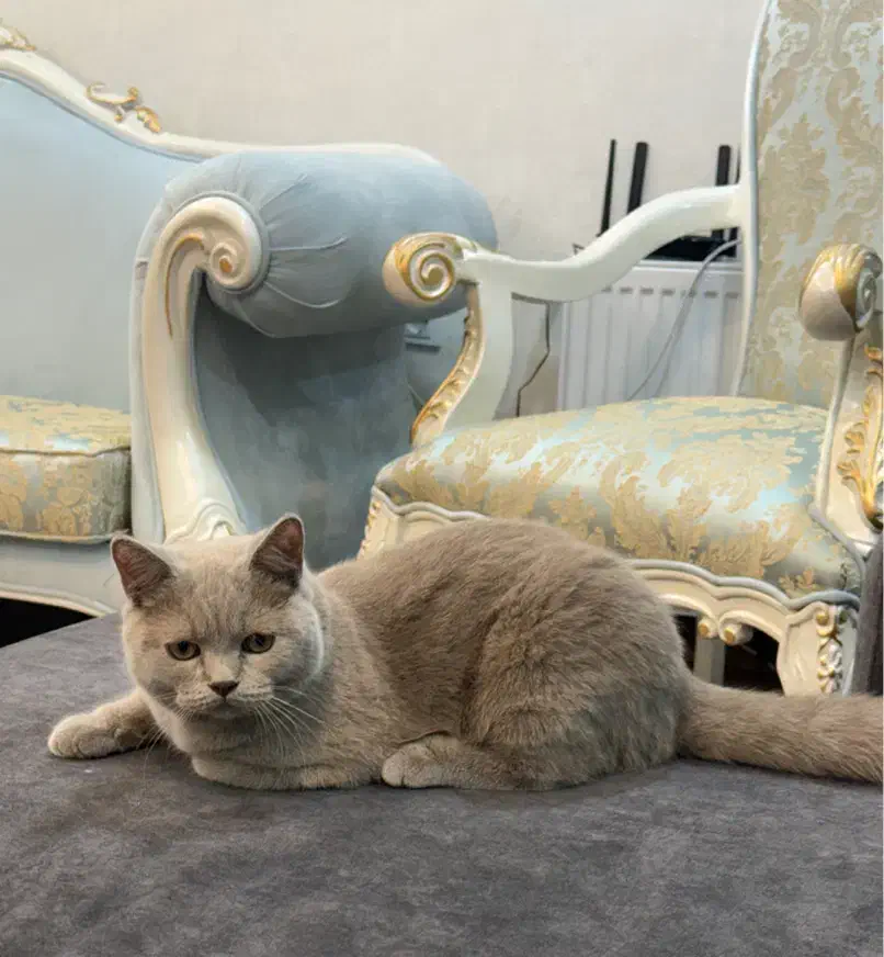 گربه بریتیش رنگ بلو(طوسی)|گربه|اهواز, کیان اباد|دیوار