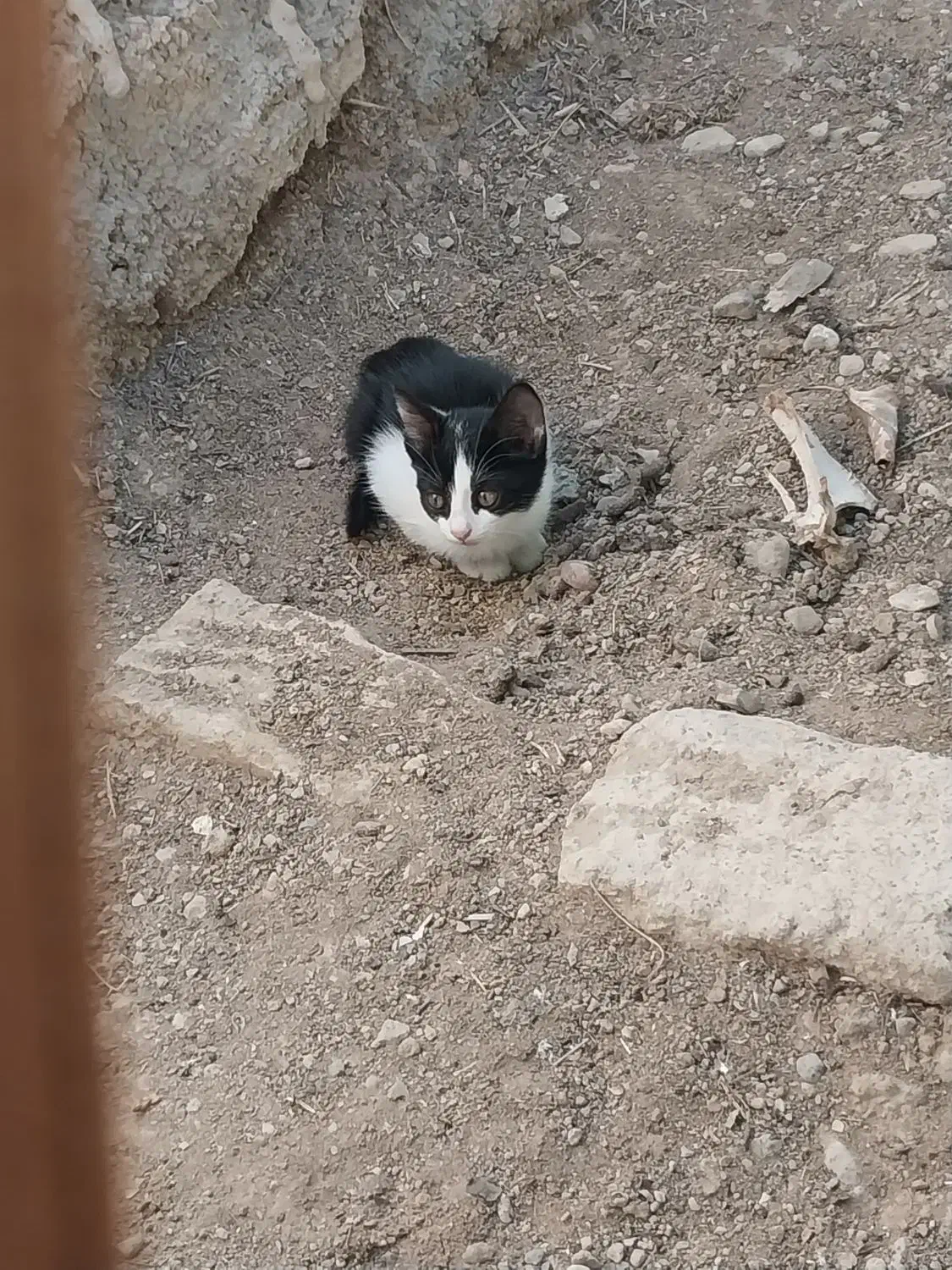 گربه|گربه|شیروان (خراسان), |دیوار