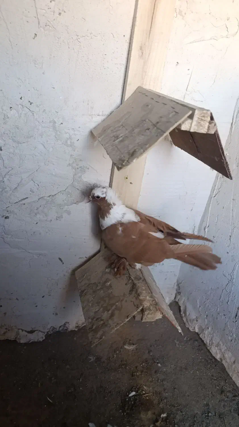 ککیلی معاوضه...|پرنده|اردبیل, |دیوار