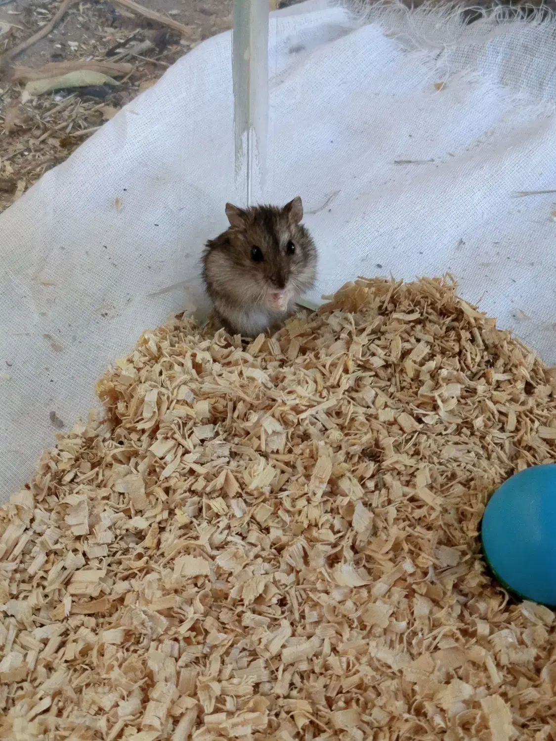 همستر کوتوله|موش و خرگوش|بم, |دیوار