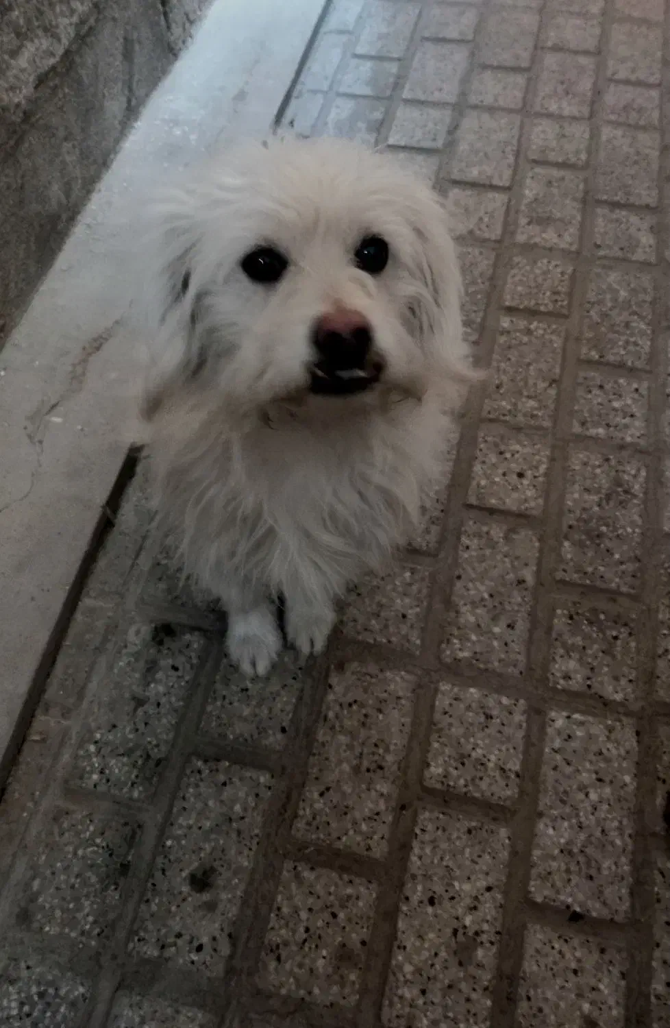 سگ پیدا شده|حیوانات|مشهد, کوثر|دیوار