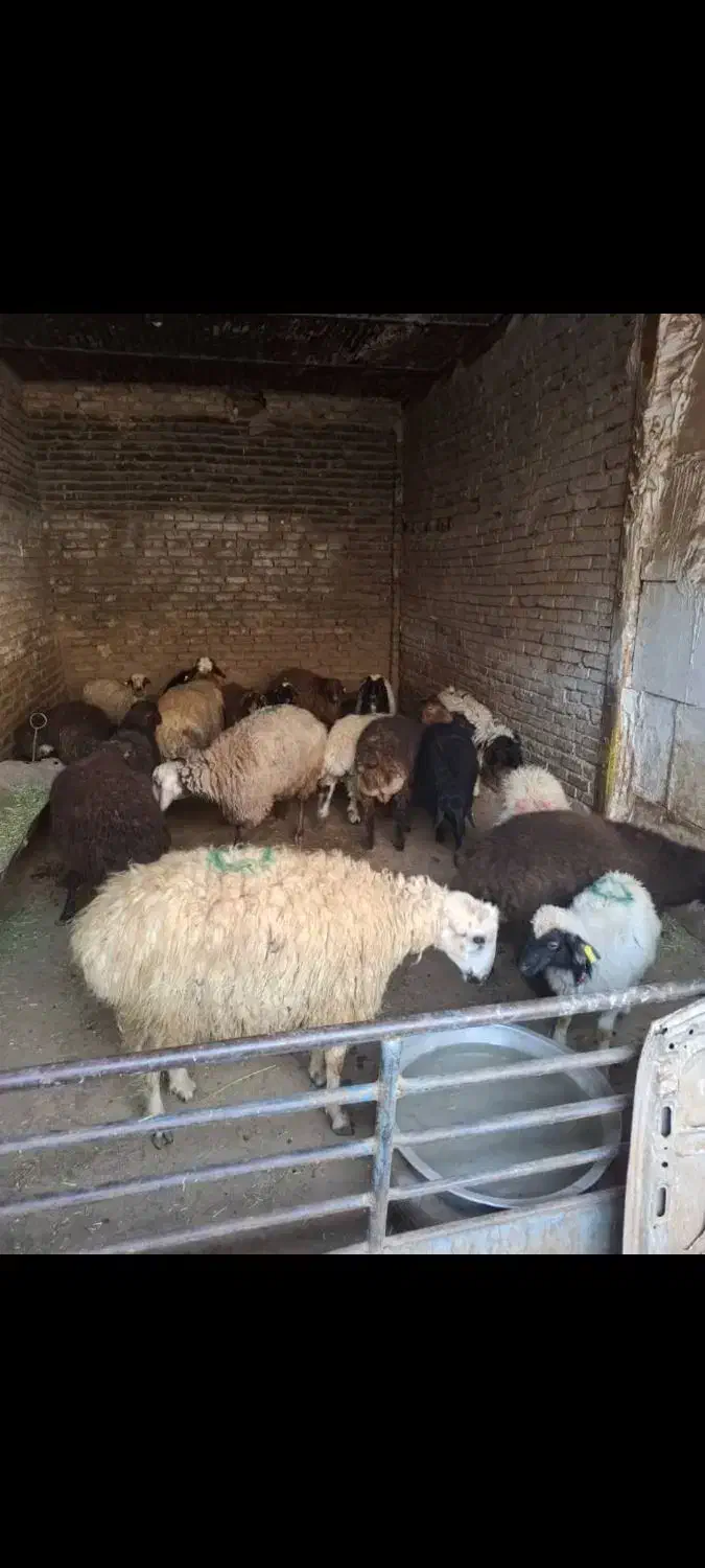 فروش گوسفند زنده در نسیم شهر|حیوانات مزرعه|نسیم‌شهر, |دیوار