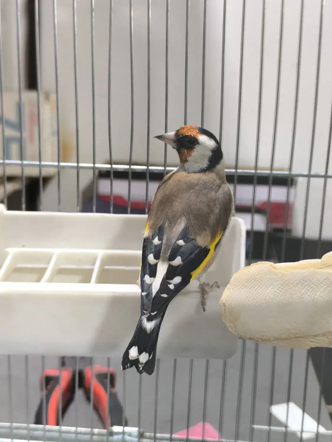 سهره سفید نر عالیی|پرنده|قدس, شهرقدس|دیوار