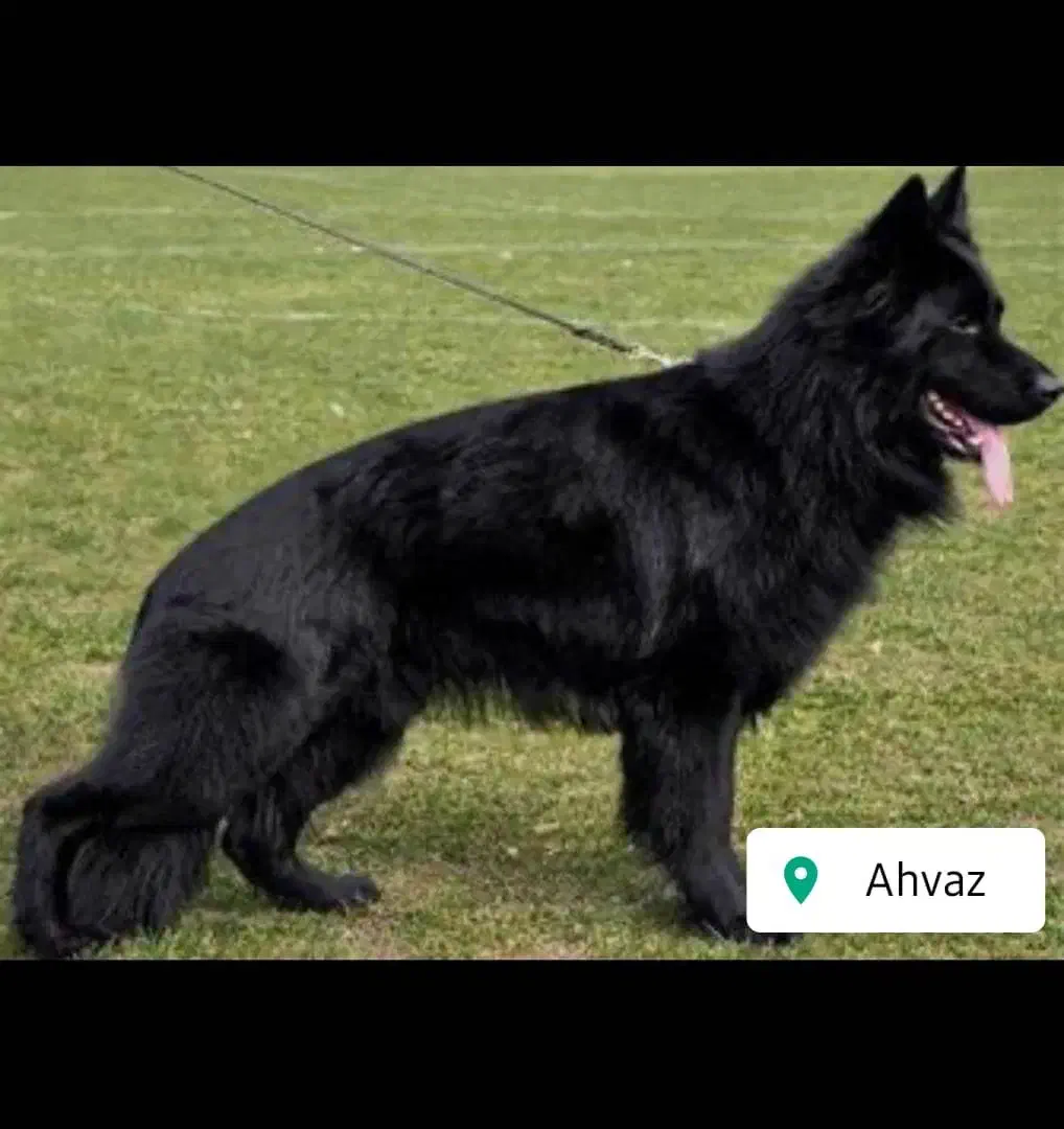 ژرمن بلک|سگ|اهواز, دغاغله|دیوار