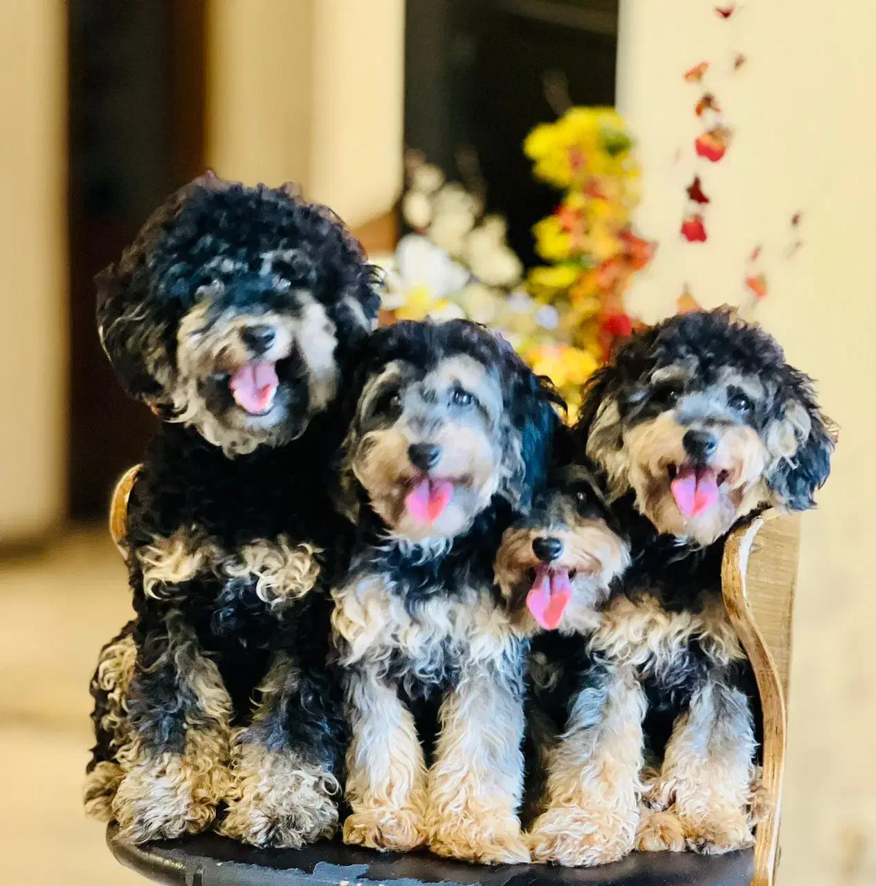 سگ پا کوتاه|سگ|تهران, شهرک چیتگر|دیوار