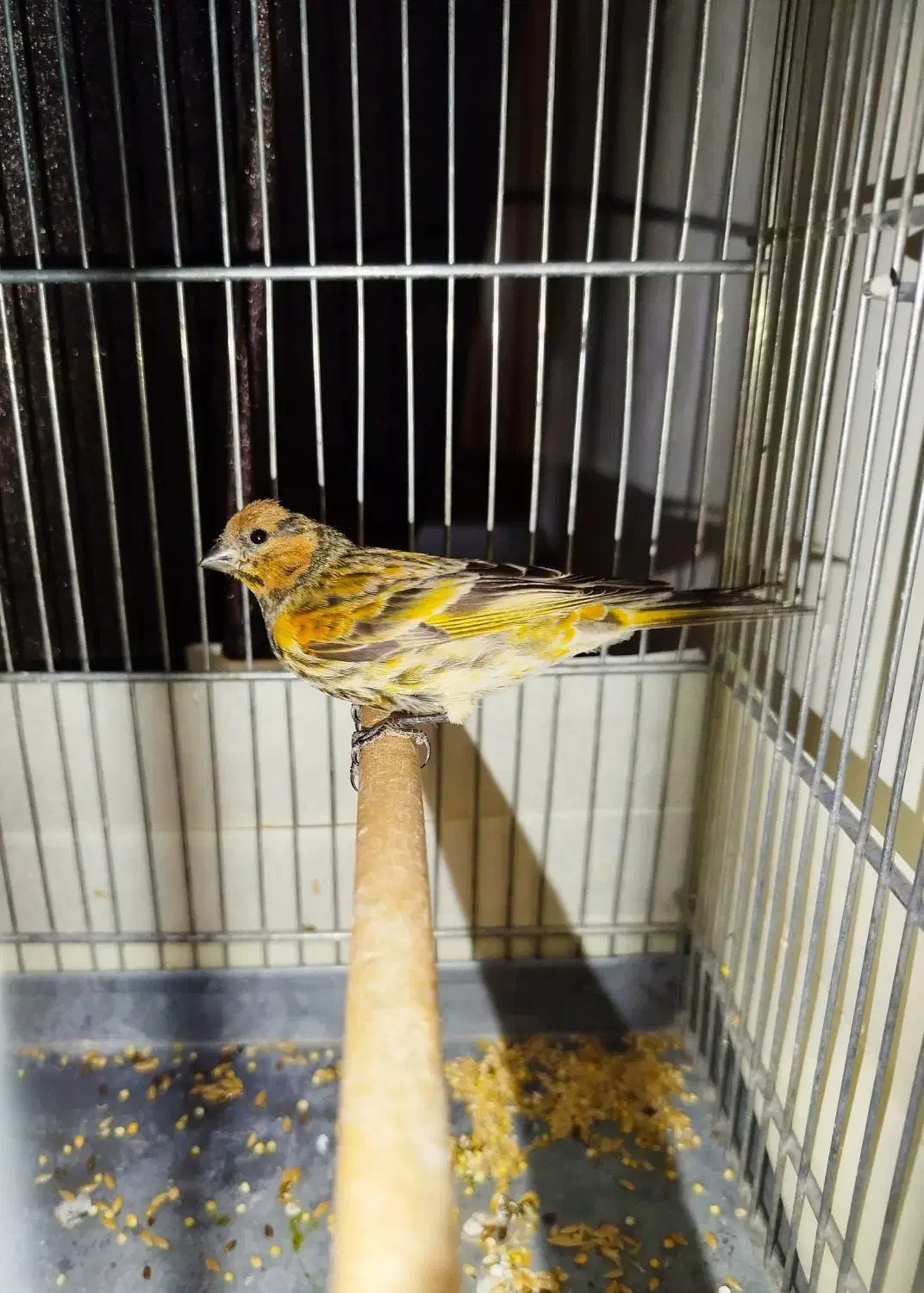 دوتا جوجه گلبسر نر|پرنده|ری, علایین|دیوار