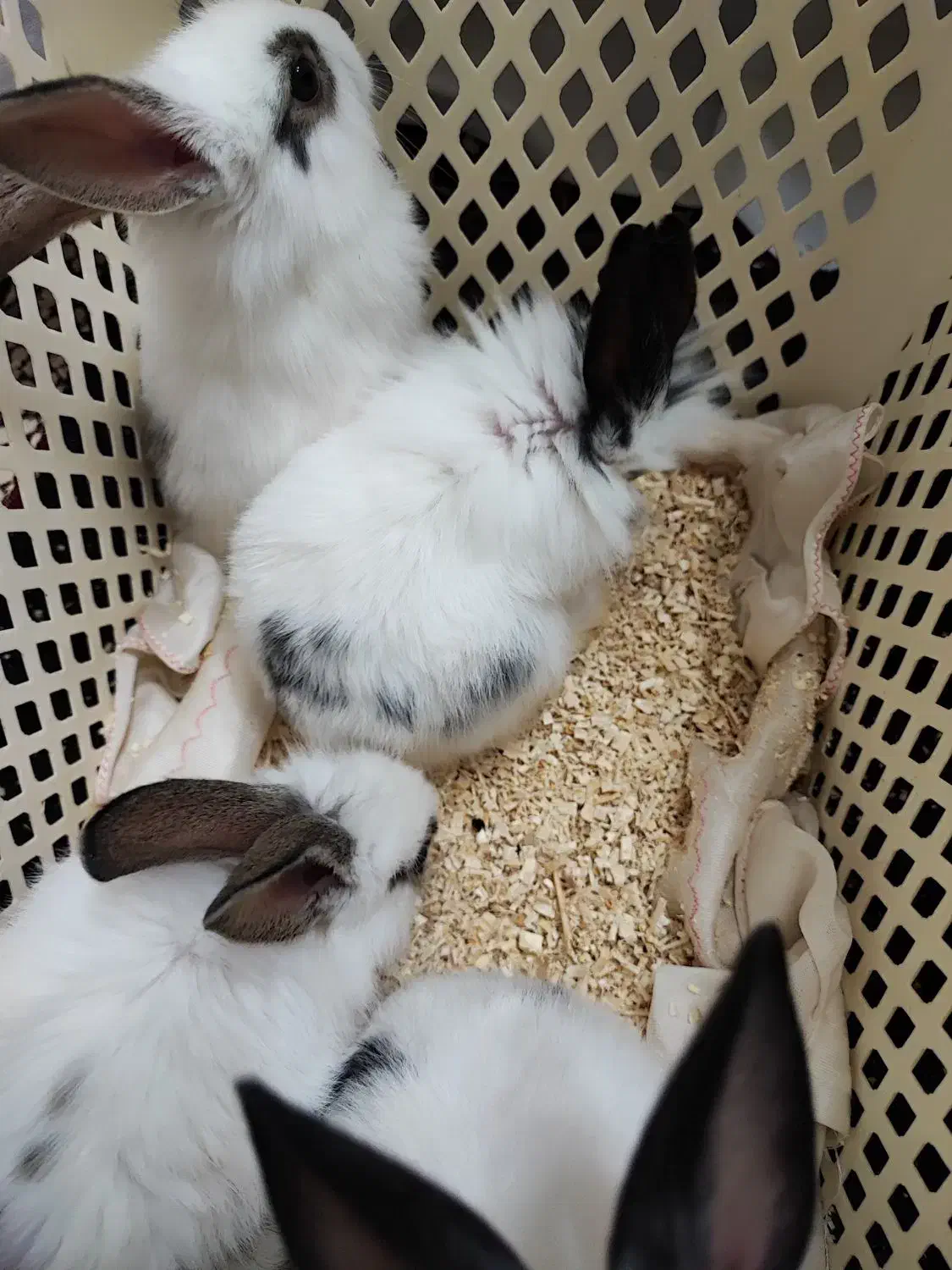 خرگوش کوچولو|موش و خرگوش|گلپایگان, |دیوار