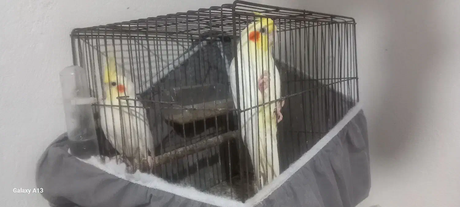 عروس هلندی لوتینو|پرنده|رشت, آب و برق|دیوار