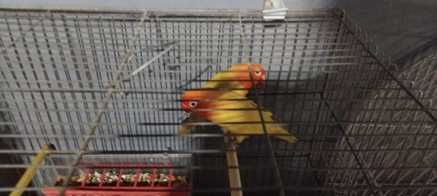 این ی جفت کوتوله به فروش میرسد|پرنده|اصفهان, براآن شمالی|دیوار