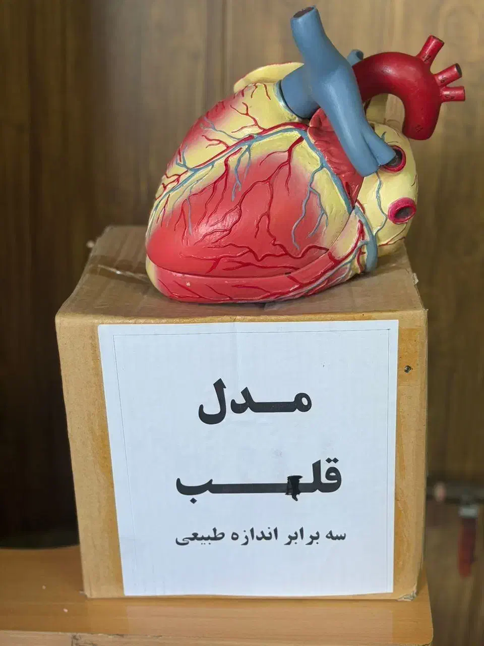 مولاژ قلب  ۳برابر اندازه ی طبیعی|آرایشی، بهداشتی، درمانی|شیراز, گلستان|دیوار