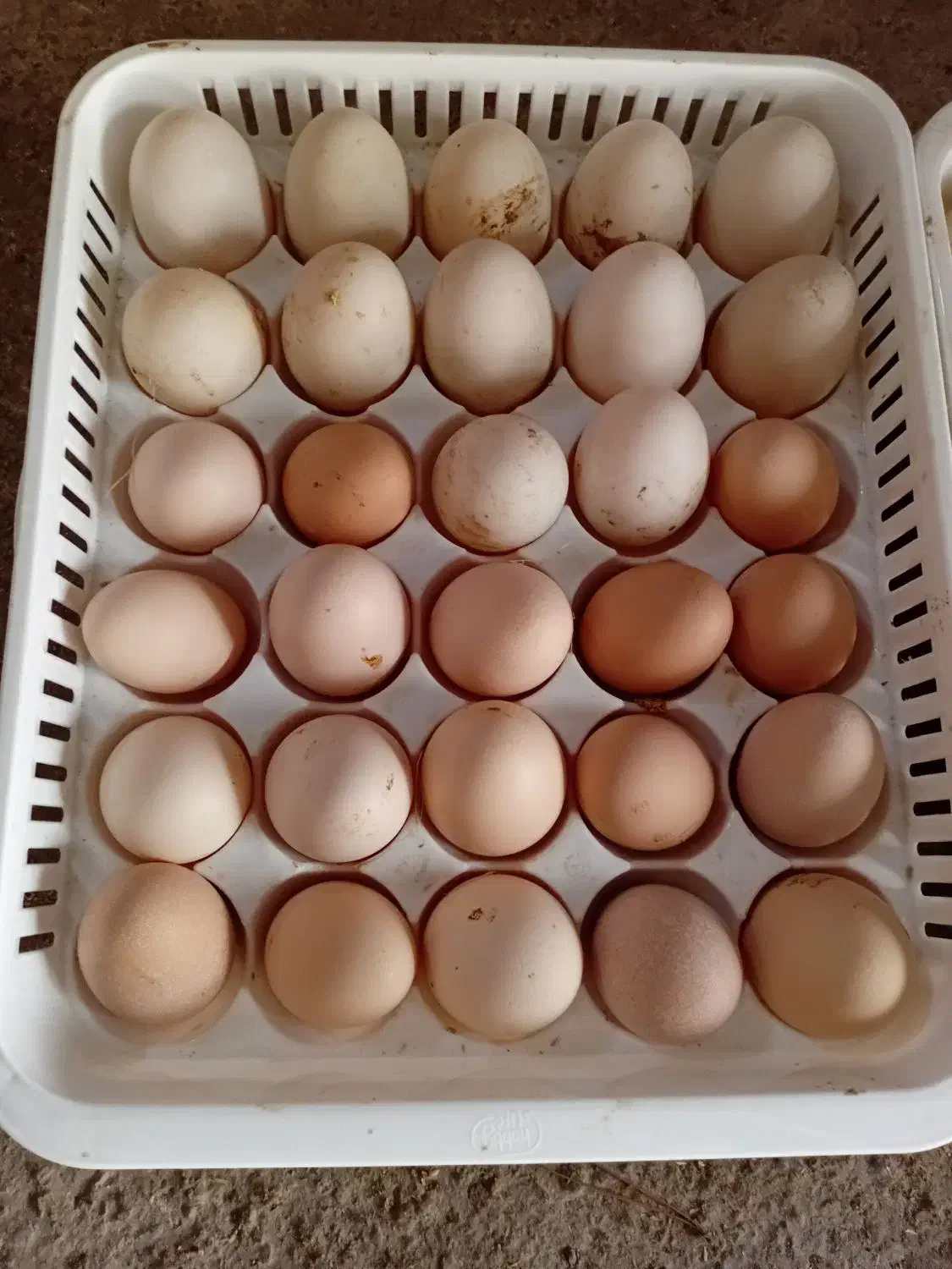 تخم مرغ محلی و اردکی نطفه دار|خوردنی و آشامیدنی|لنگرود, |دیوار