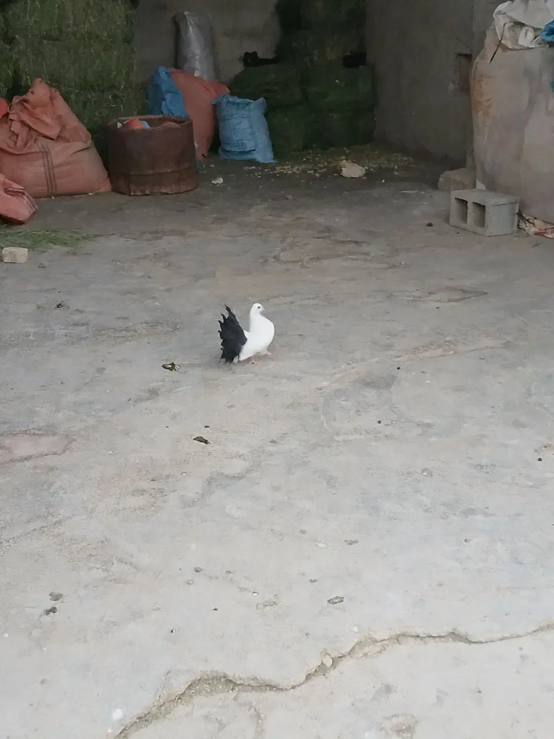 طوقی پلاکی درپرنده|پرنده|مرودشت, رودبال|دیوار