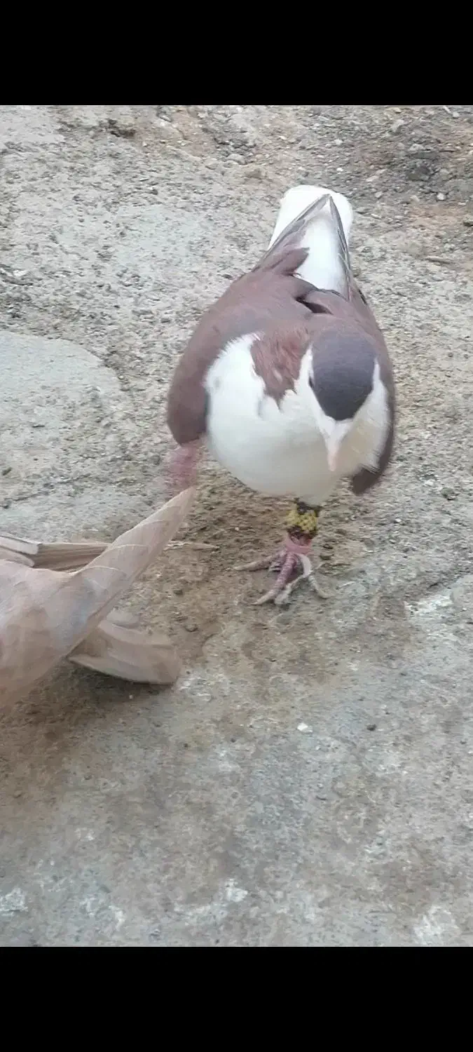 یک کله سفید گم کردم عکس نمایش است|حیوانات|سبزوار, قصبه غربی|دیوار