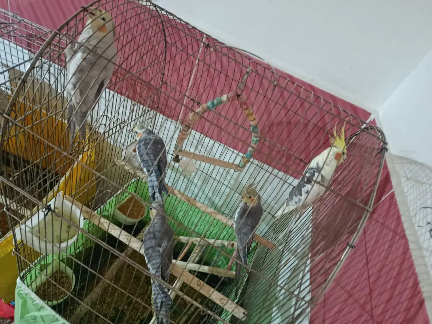 فروشی|پرنده|الوند, |دیوار